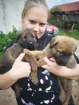 Leonberger X NO - 3