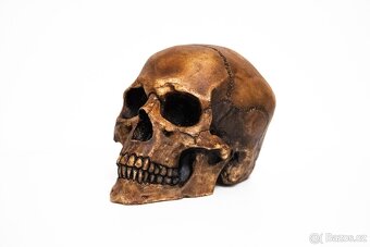 Lebka 1:1 s patinou pod přilbu, totenkopf, SS, WWII, helma, - 3