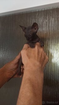 SPHYNX - koťata - 3