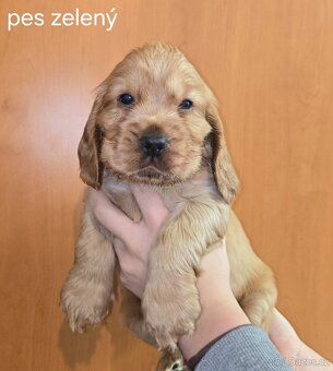 Anglický kokršpaněl s PP - 3
