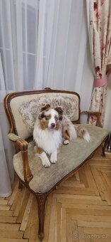 Miniaturní americký ovčák Mini Aussie MAS ke krytí - 3