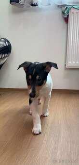 Krátkosrstá kolie s PP - pejsek - 3