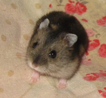 Křeček džungarský s PP (Brno, Břeclav) - 3