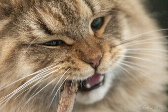 Sibiřská kočka, kocourek Nero s PP - 3