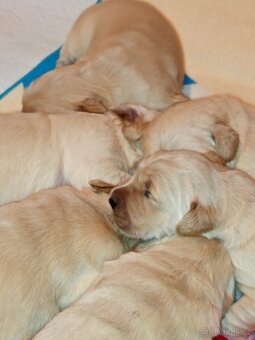 Štěňátka zlatého retrívra - 3