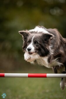 Border kolie s PP - 3