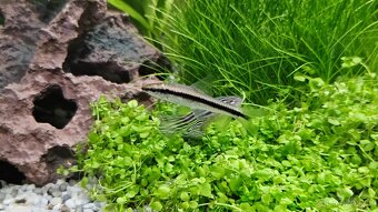 Parmička černopruhá - 3