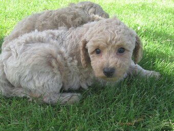Maltipoo štěňátka - 3