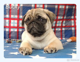 MOPS s PP. - 3
