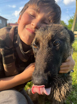 Belgický ovčák malinois s PP, super parťák na hory - 3