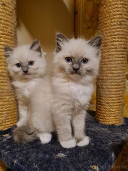 Ragdoll bez PP - 3