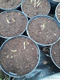 Hosta Bohyska - 3