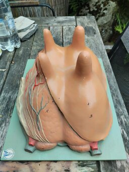 Anatomický model kravského vemene - 3