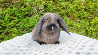 Zakrslý beránek, králíček, králík - PATRICIE - 3