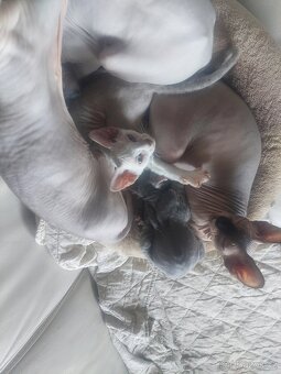 Don Sphynx - 3