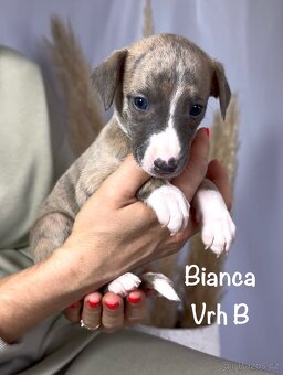 Štěně vipet/whippet/chrt s PP (FCI) - 3
