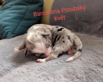Miniaturní americký ovčák - 3