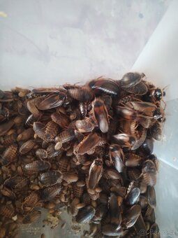 ŠVÁB ARGENTINSKÝ(Blaptica dubia) - 3