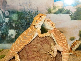 Agama vousatá (Pogona vitticeps) - 3