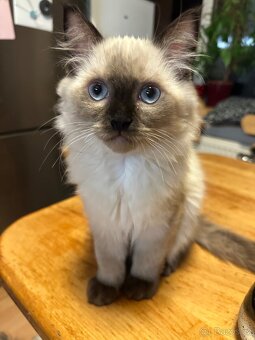 Ragdoll koťátka s PP - 3