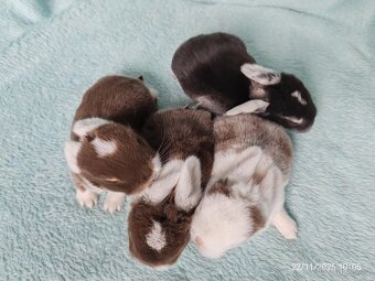 zakrslí beránci minilop - 3