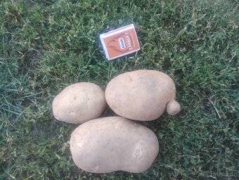 Prodám brambory na uskladnění - 3
