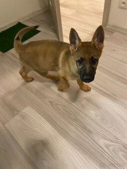 Štěně - Německý ovčák 2,5 měsíce - 3