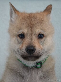 Československý vlčák - 3