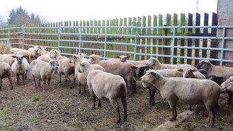 Ovce masné plemeno - 3