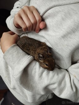 Osmák degu - 3