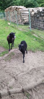 Kamerunský beránek - 3