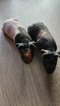 Skinny morčata (2 samečci z 1 vrhu) - 3