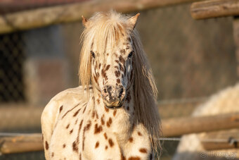 Atraktivní leopard hřebec Minihorse - 3