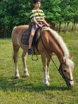 Predam jazdecku valach hafling - 3