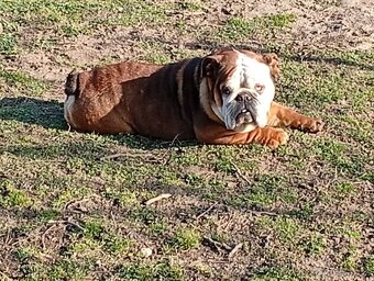 Anglicky buldog-steniatka - 3