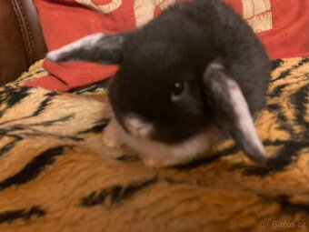 Králíčci - mláďata zakrslý beránek minilop - 3
