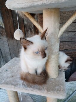 Ragdoll - 3