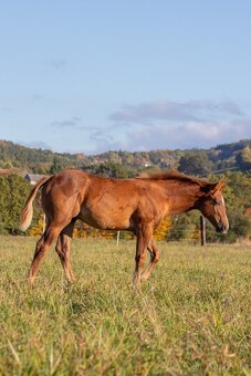 AQH letošní hřebeček se skvělou povahu a původem - 3