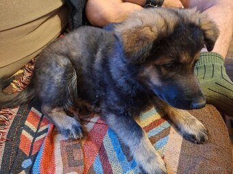 Prodám štěňata německého ovčáka - 3