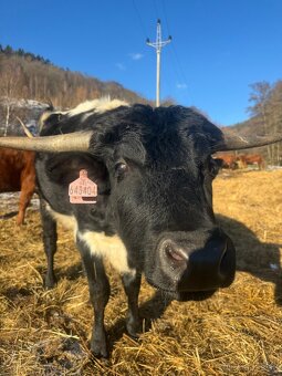 Prodám trofejního volka texas longhorn - 3