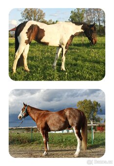 APH hřebeček '25 - 3