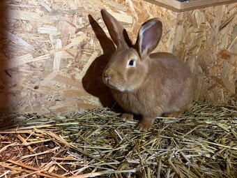 Burgundský králík - samec - 3