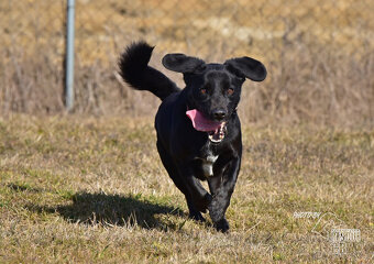 Darujeme opuštěného křížence Dastyho - 3