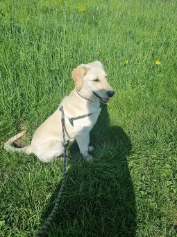 Prodam zlateho Retriever - 3