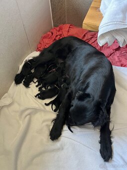 Flat coated retriever - 3