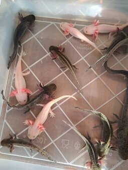 Axolotl mexický - 3