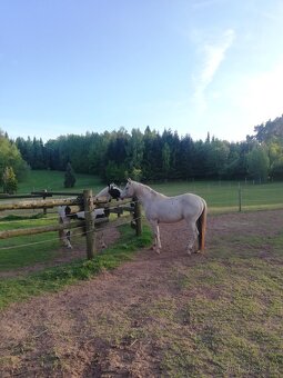 Připouštění homozygot. hřebci APH a Appaloosa - 3