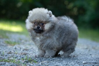 Pomeranian s PP - 3