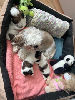 Shih-tzu - 3