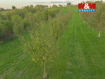 Prodej ovocného sadu, 2885 m², Ostrožská Nová Ves - 3